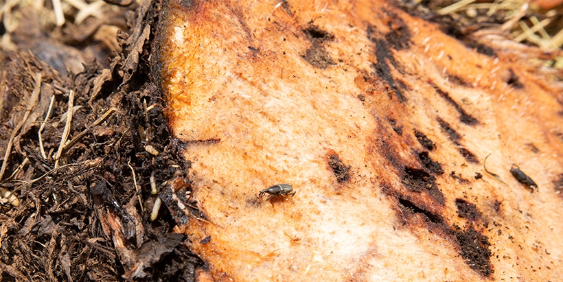 Damage to banana trunk by the weevil