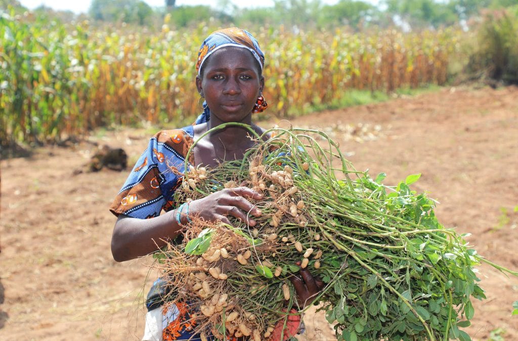 Improved varieties sow a better future in Mali’s groundnut hubs