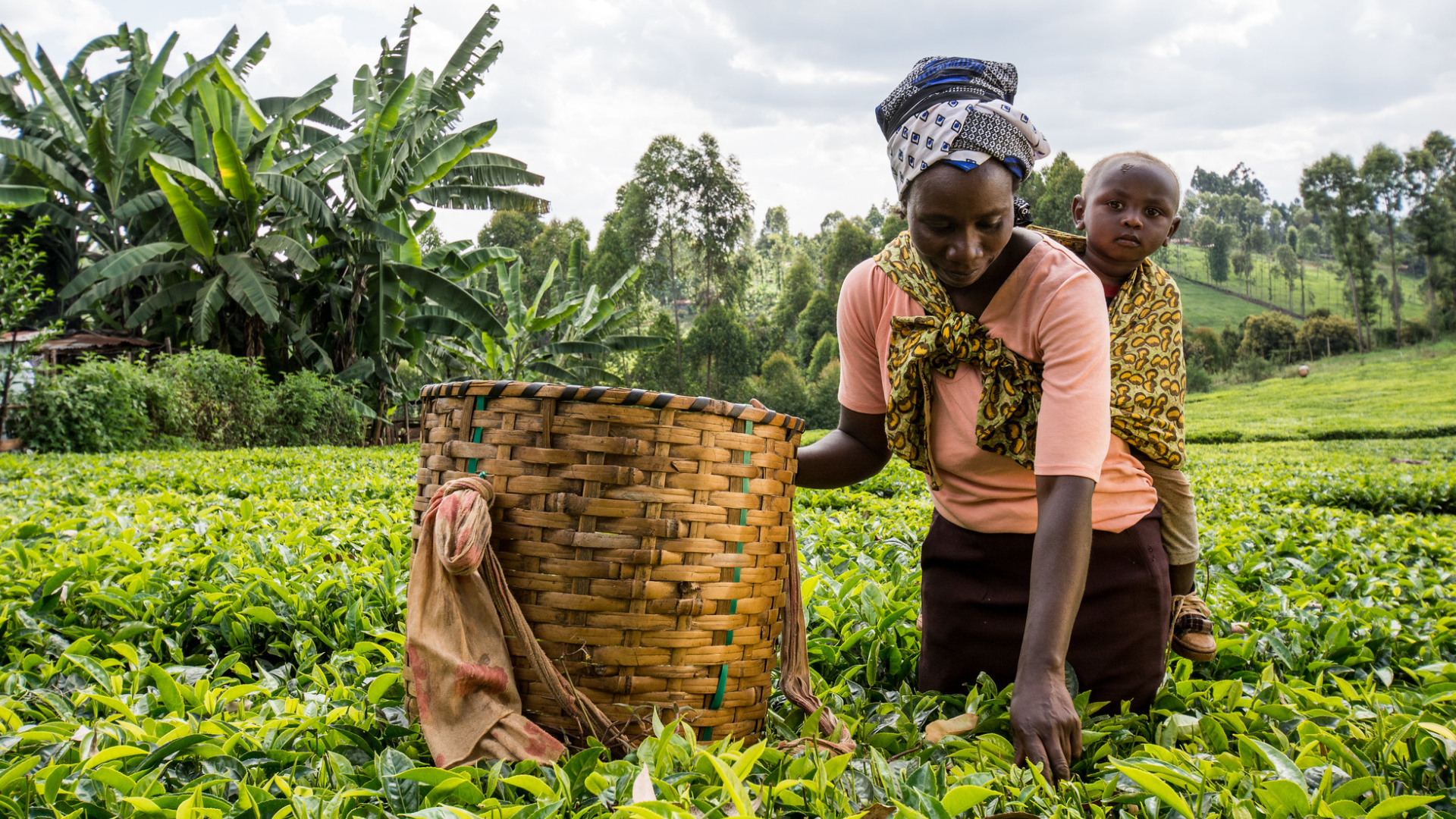 research paper on climate change and agriculture