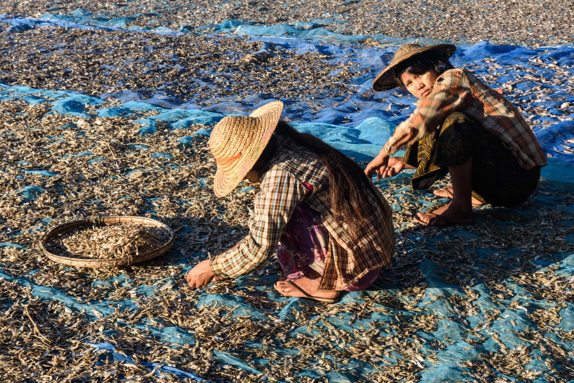 Women drying small fish before grinding them to powder. Photo by Finn Thilsted