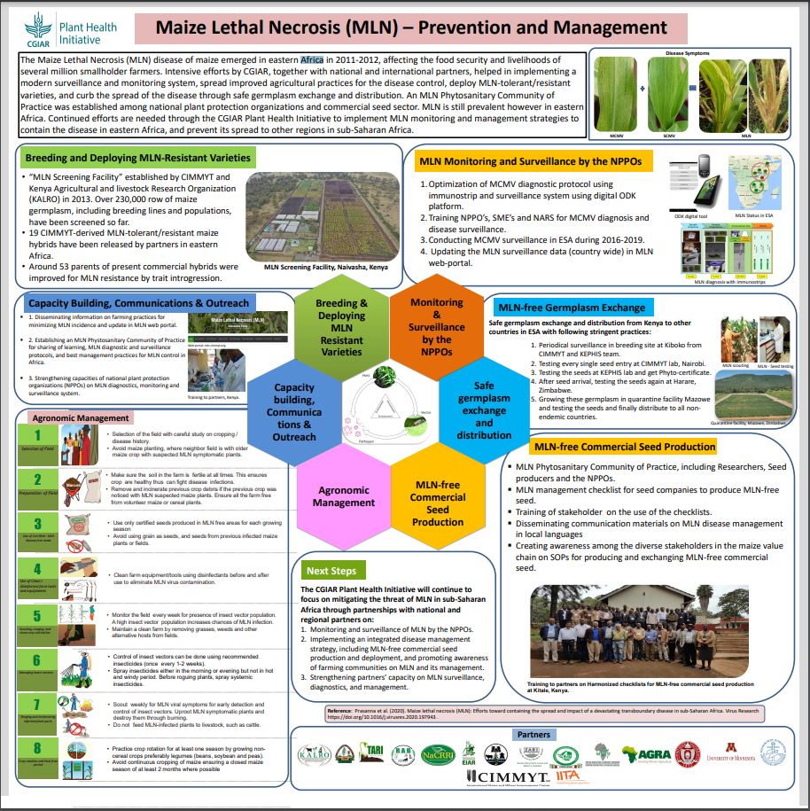 Maize Lethal Necrosis (MLN) – Prevention and management - CGIAR