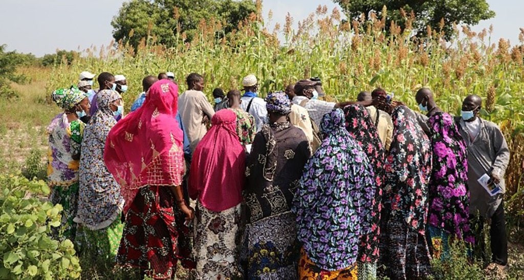 New climate-smart sorghum and millet varieties improve nutrition and incomes of Malian farmers