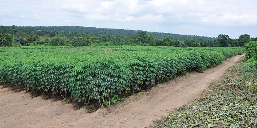 AKILIMO tools promote good agricultural practices leading to increased yield.