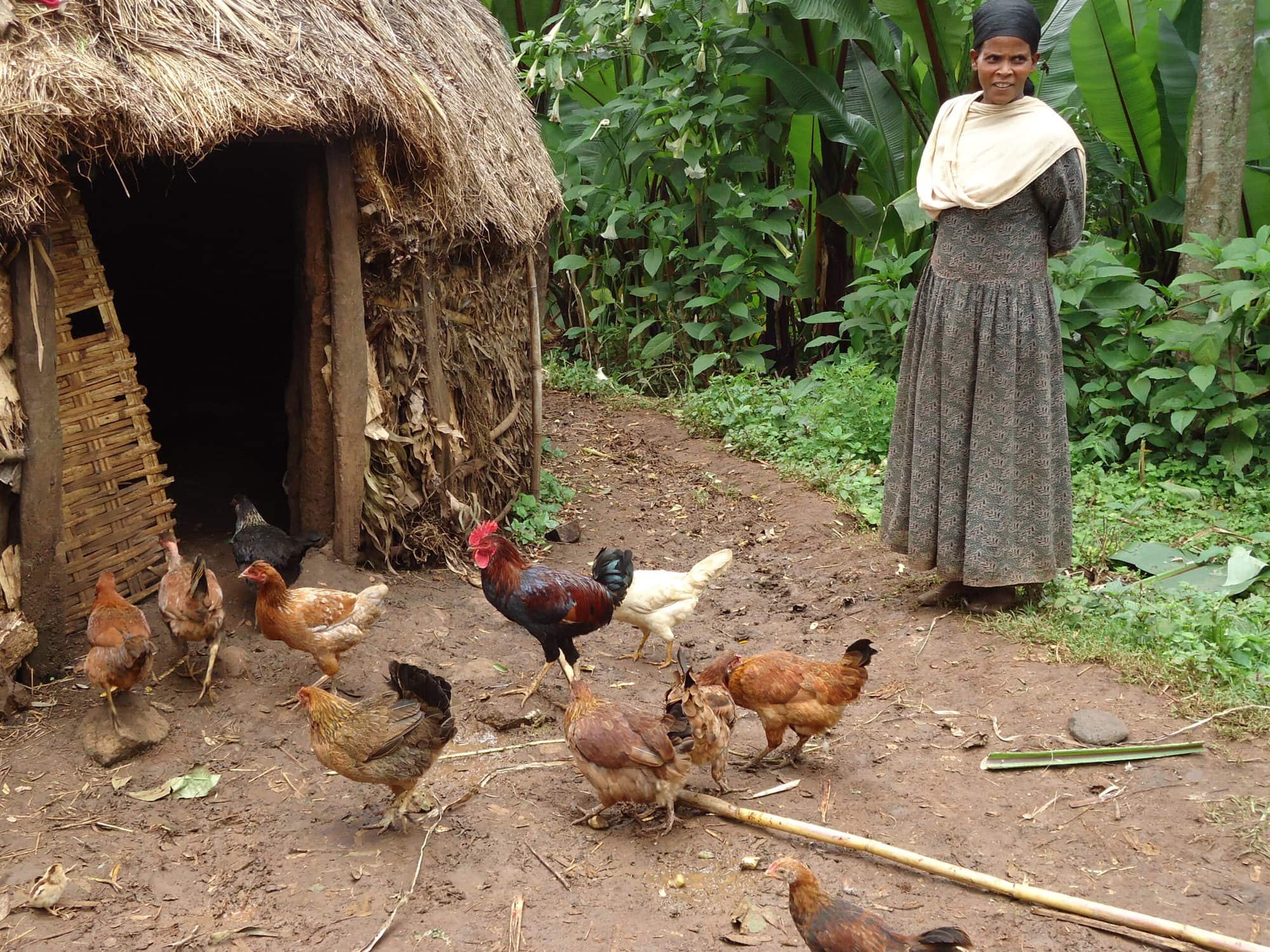 Smallholder poultry farmer in Sidama, Ethiopia (photo credit: ILRI/Kettema Yilma).