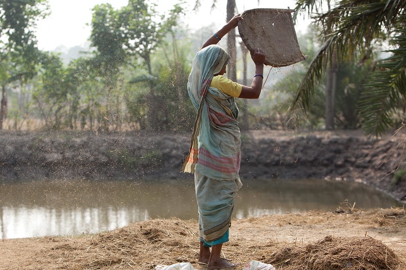 A woman is husking rice in Bangladesh. Photo: Mike Lusmore/Duckrabbit.
