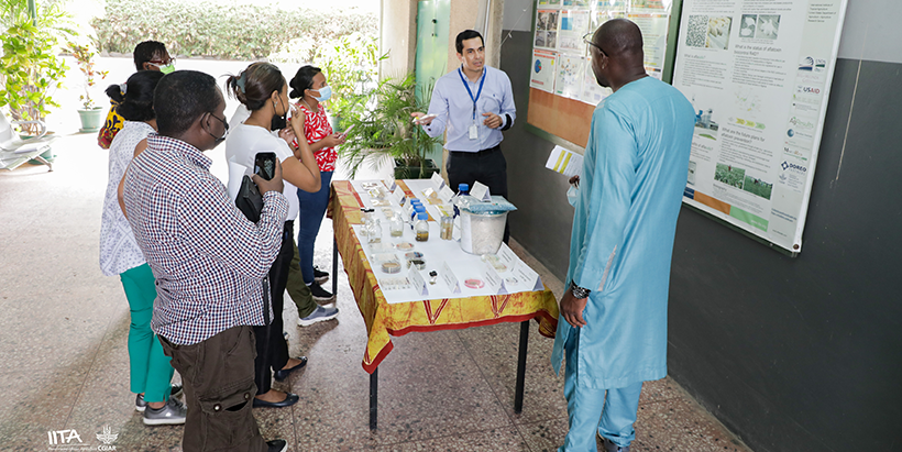 At IITA-BIP, the team learns how to protect plants from aflatoxin using Aflasafe.