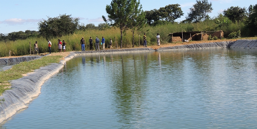 Youth aquaculture enterprise demonstrates profitability in Zambia
