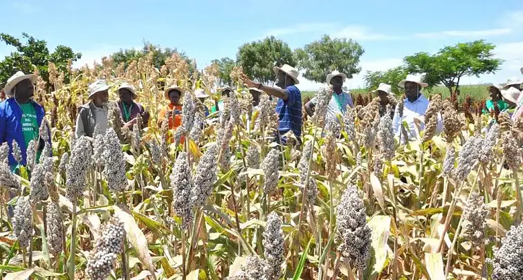 Sorghum field in Kiboko, Kenya. (Photo: E Manyasa/ICRISAT)