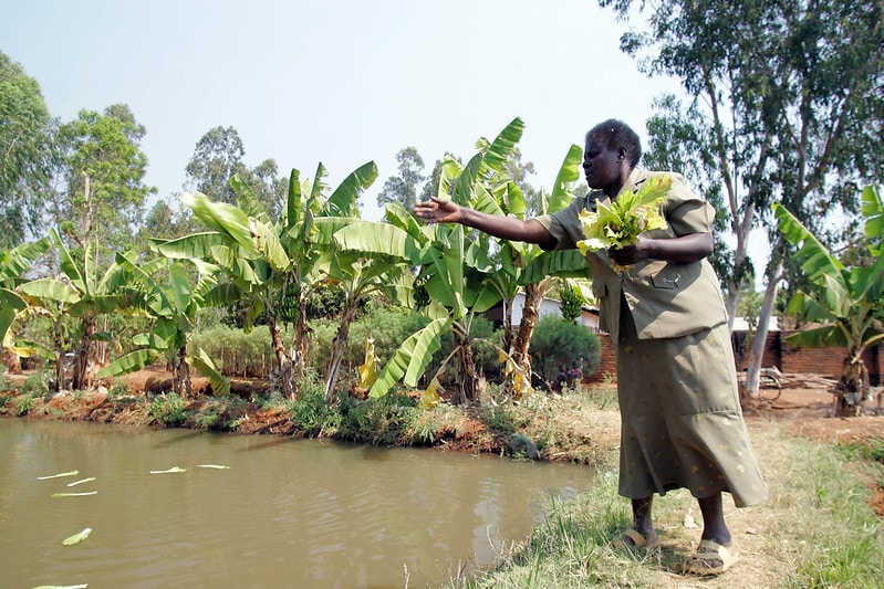 Malawian fish farmer Agnes Kanyema feeds crop residue (irrigated with pond waste water) to her fish.