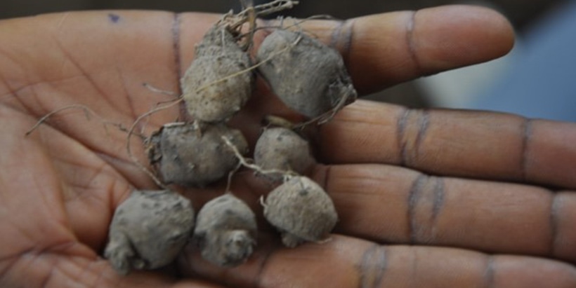 Silent revolution as farmers attest to the productivity of “chin-chin” yam