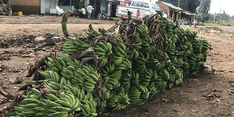 Plantain is a key source of income for millions of smallholder farmers in sub-Saharan Africa.