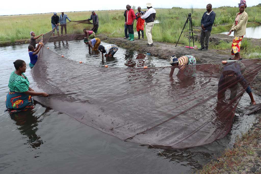 Women in Zabia involving in aquaculture work