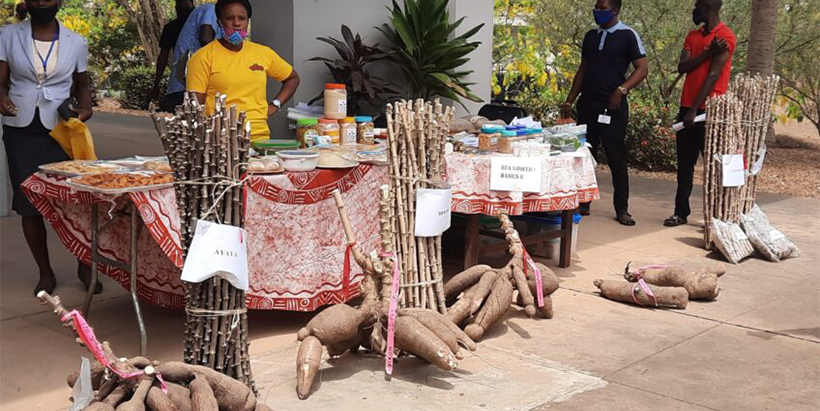 New and improved cassava varieties are high yielding, climate resilient, and disease resistant.