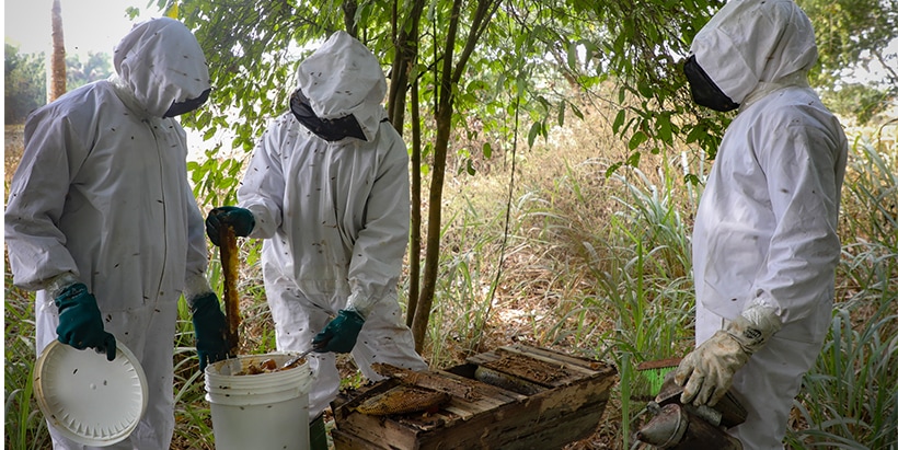 Bees: An active source of food and livelihood for man