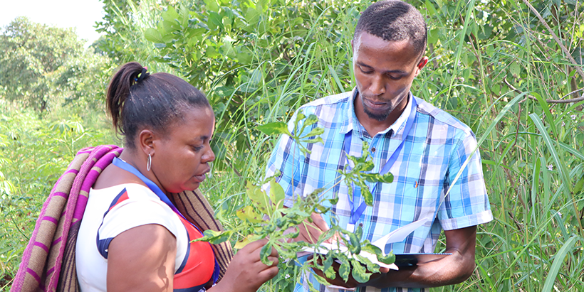 Participants noting the type of disease found on a cassava plant during the field visit. Photo credit: G. Ndibalema/IITA