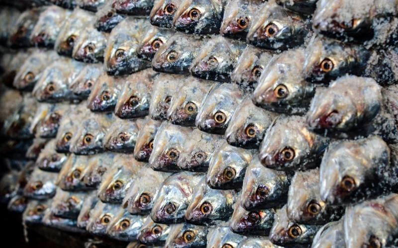 Stocked salty hilsa, Bangladesh. Mohammad Mahabubur Rahman, 2016