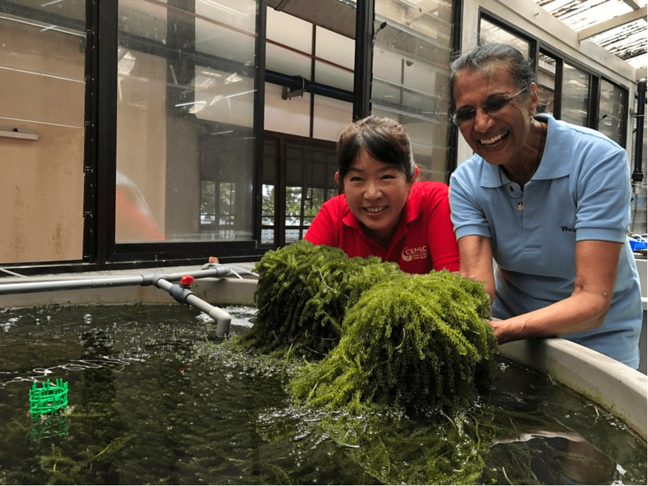 Caulerpa is an edible green seaweed that is also commonly known as sea grapes due to the formation of small air bubbles surrounding its stems. Photo by Sean Lee Kuan Shern