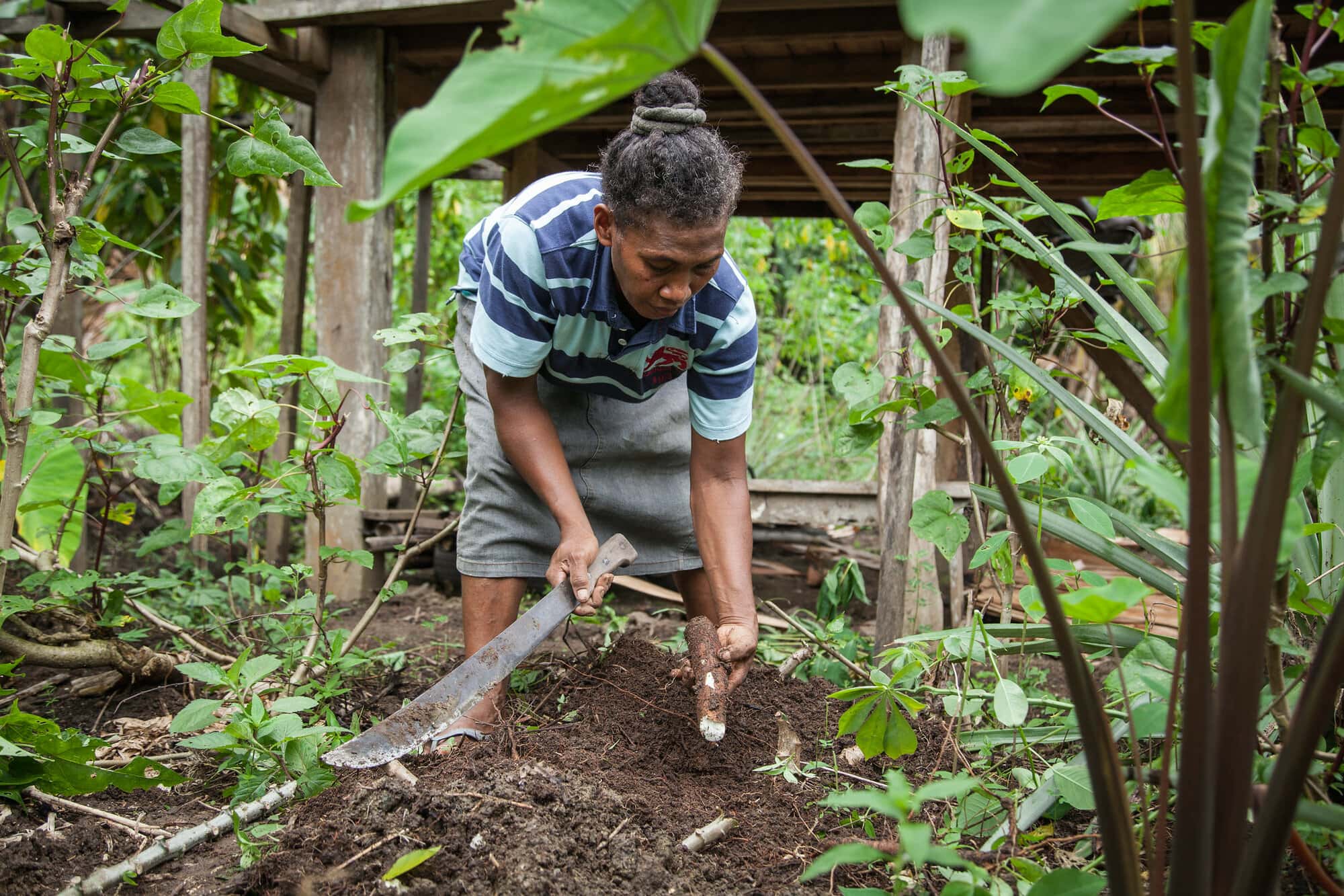 Grace Poporia harvests cassava from her home garden, One’ Oneabu, Malaita Province, Solomon Islands. Photo by Filip Milovac