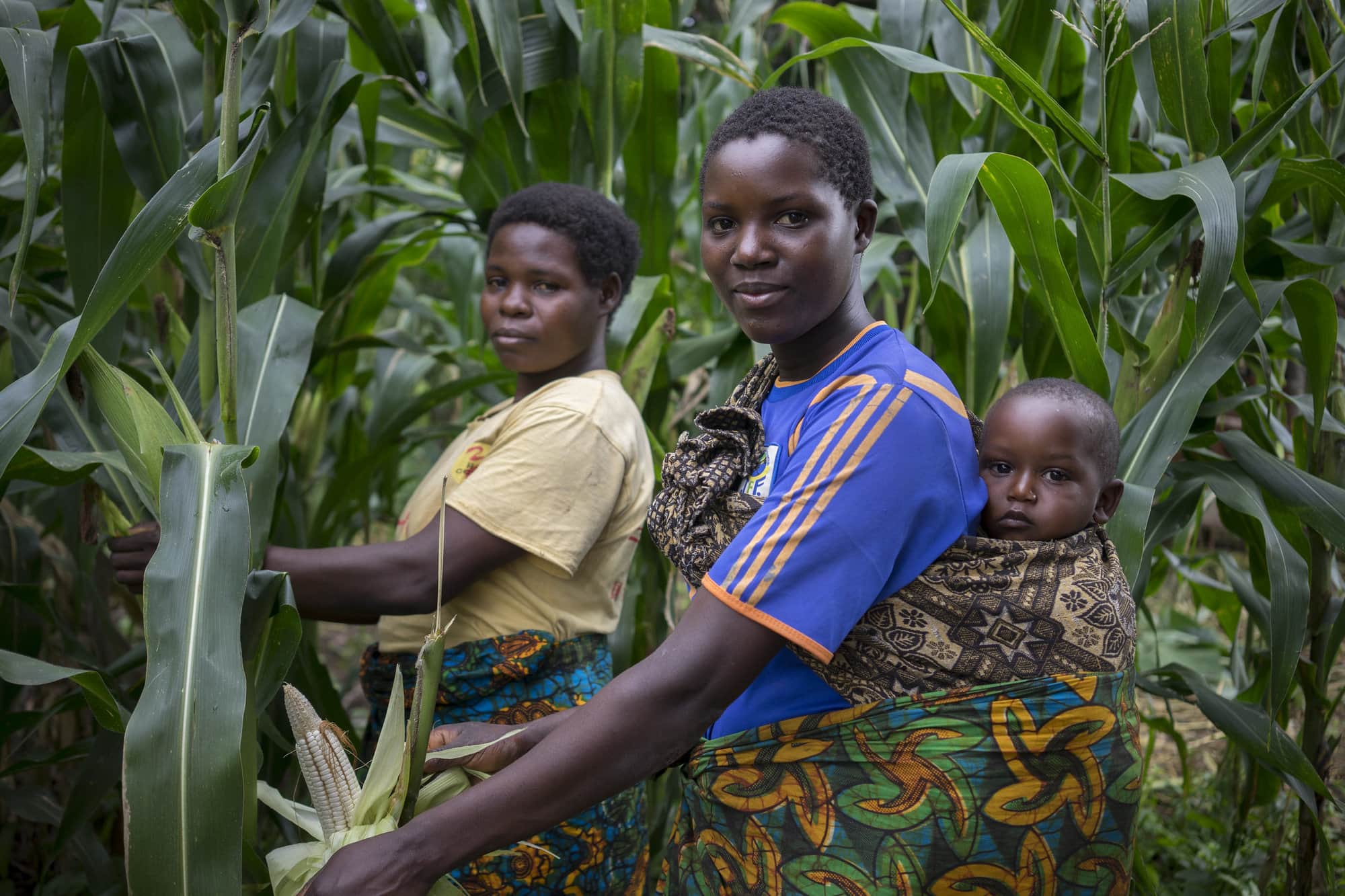 Photo: Peter Lower/CIMMYT