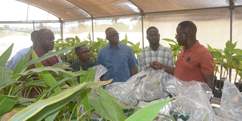 Kayode Murphy, Senior Research Supervisor, taking the team on a tour of the plantain screen house.