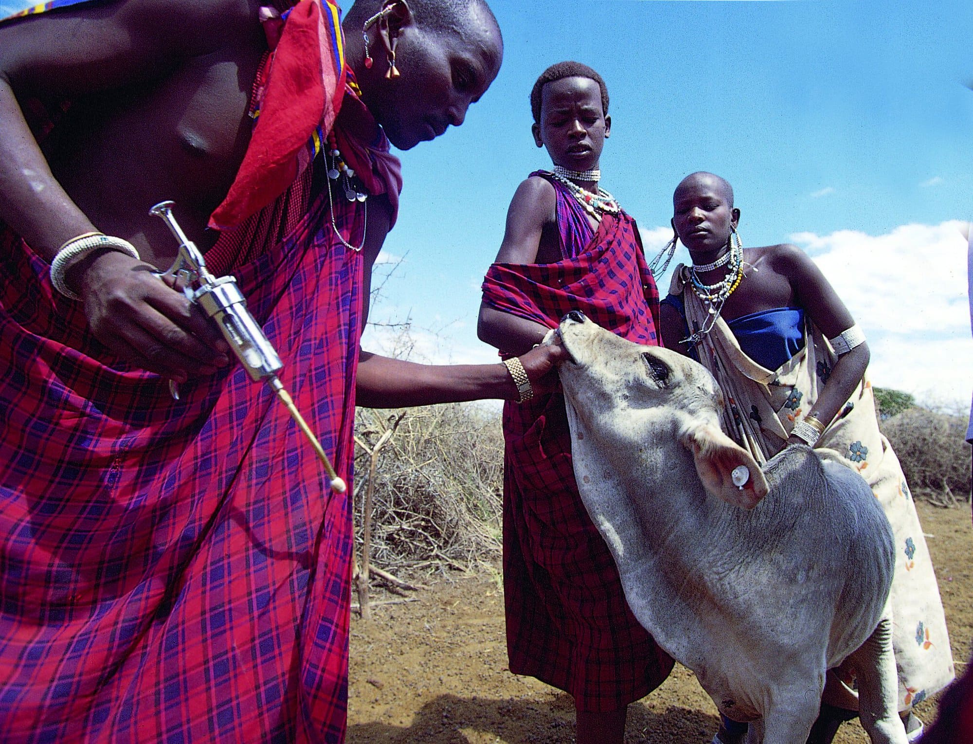 Vaccination against East Coast fever in northern Tanzania (ILRI/Stevie Mann)