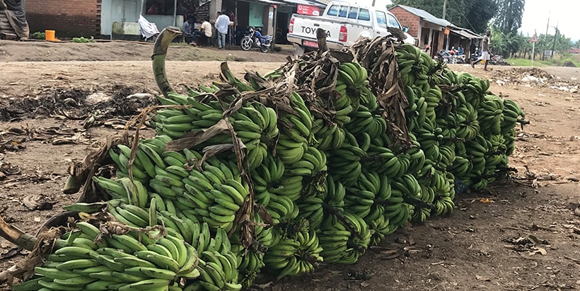 Plantain is an important food and cash crop in sub-Saharan Africa.