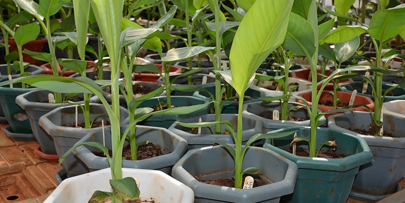 Gene edited banana in a greenhouse. Photo credit: Jaindra Tripathi/IITA