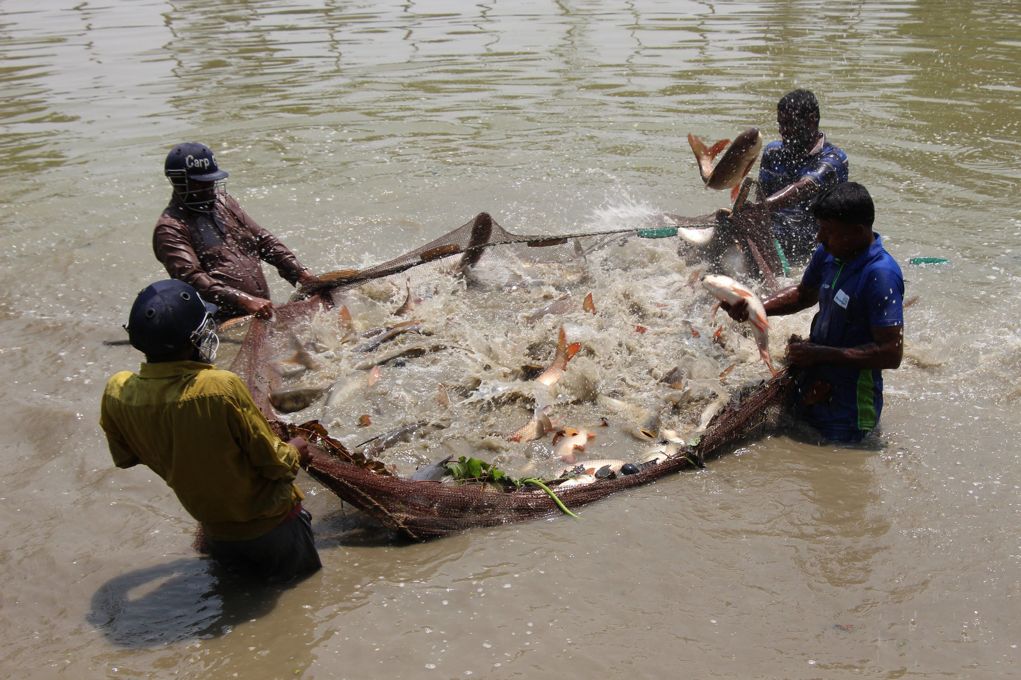 Aquatic food systems offer diverse solutions for tackling malnutrition, lowering the environmental footprint of our food systems and lifting millions of people out of poverty.