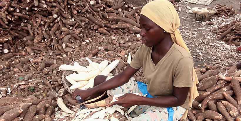 Dumping of cassava peels causes environmental challenges.