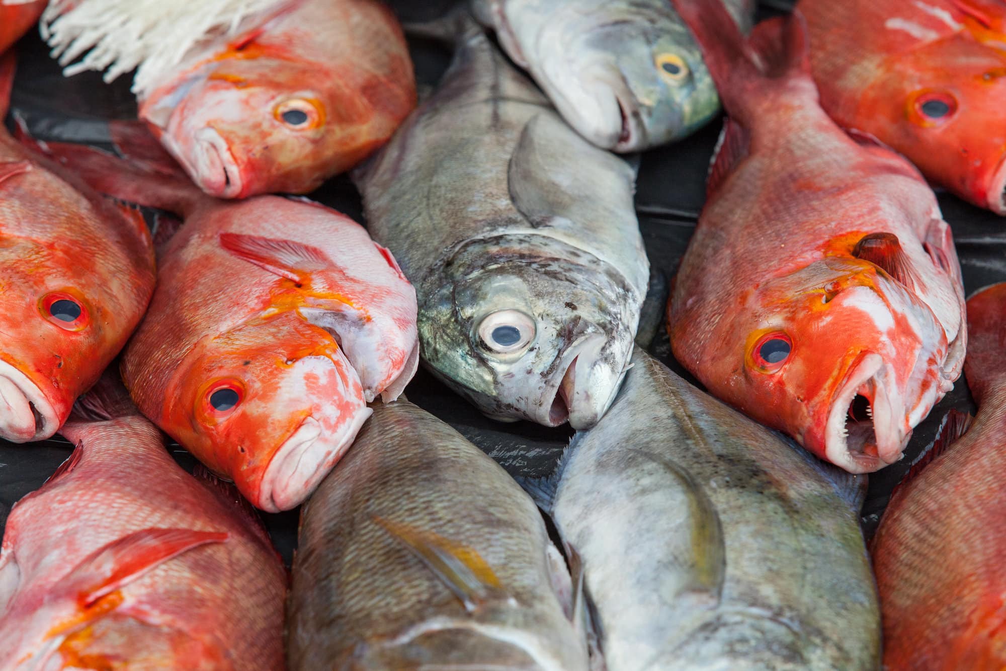 Reef fish for sale at Auki market, Malaita Province, Solomon Islands. Photo by Filip Milovac