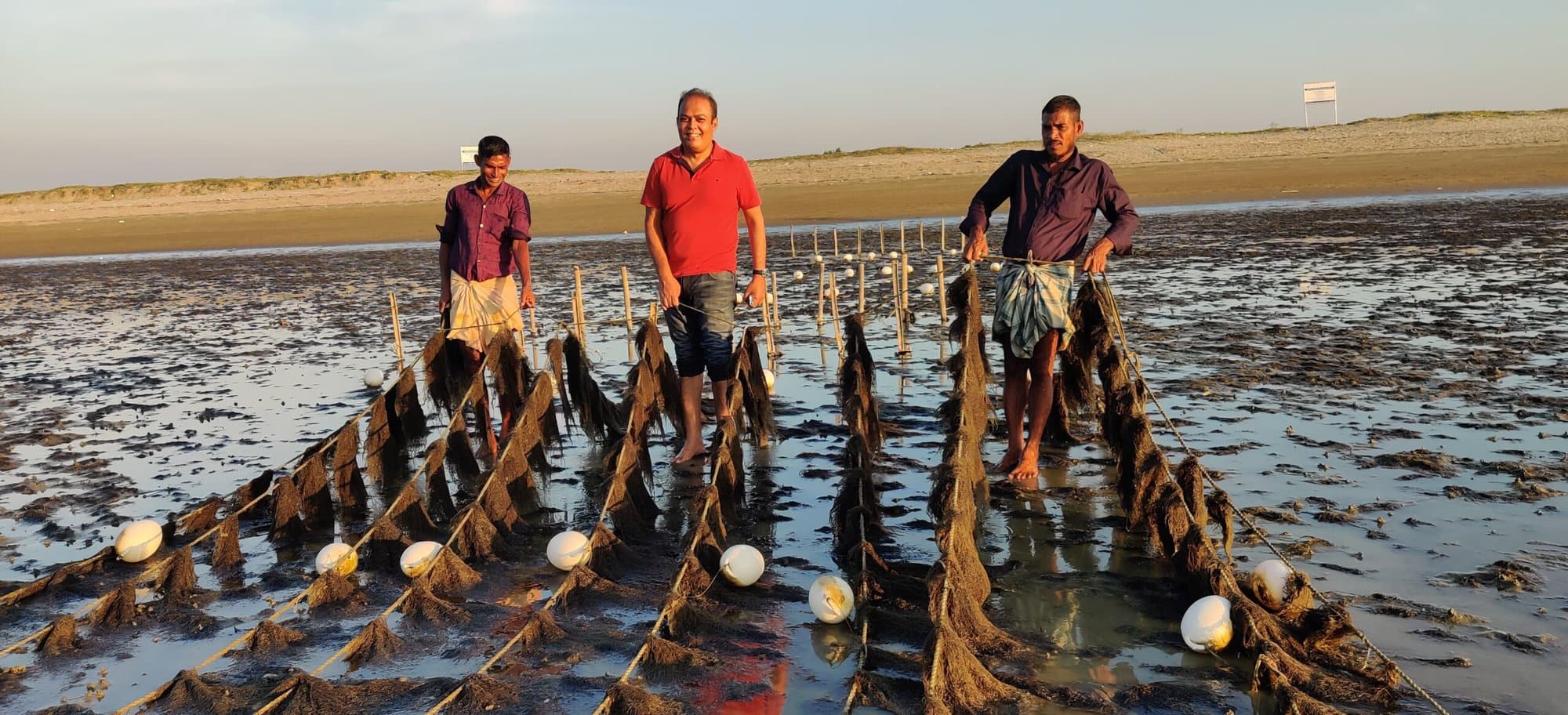 Seaweed production