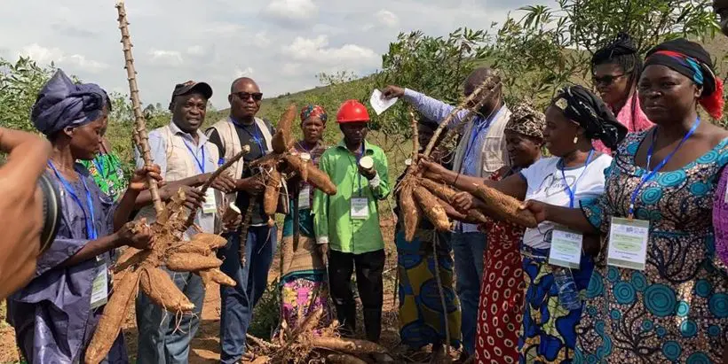 Participants holding up some of the selected cassava varieties.