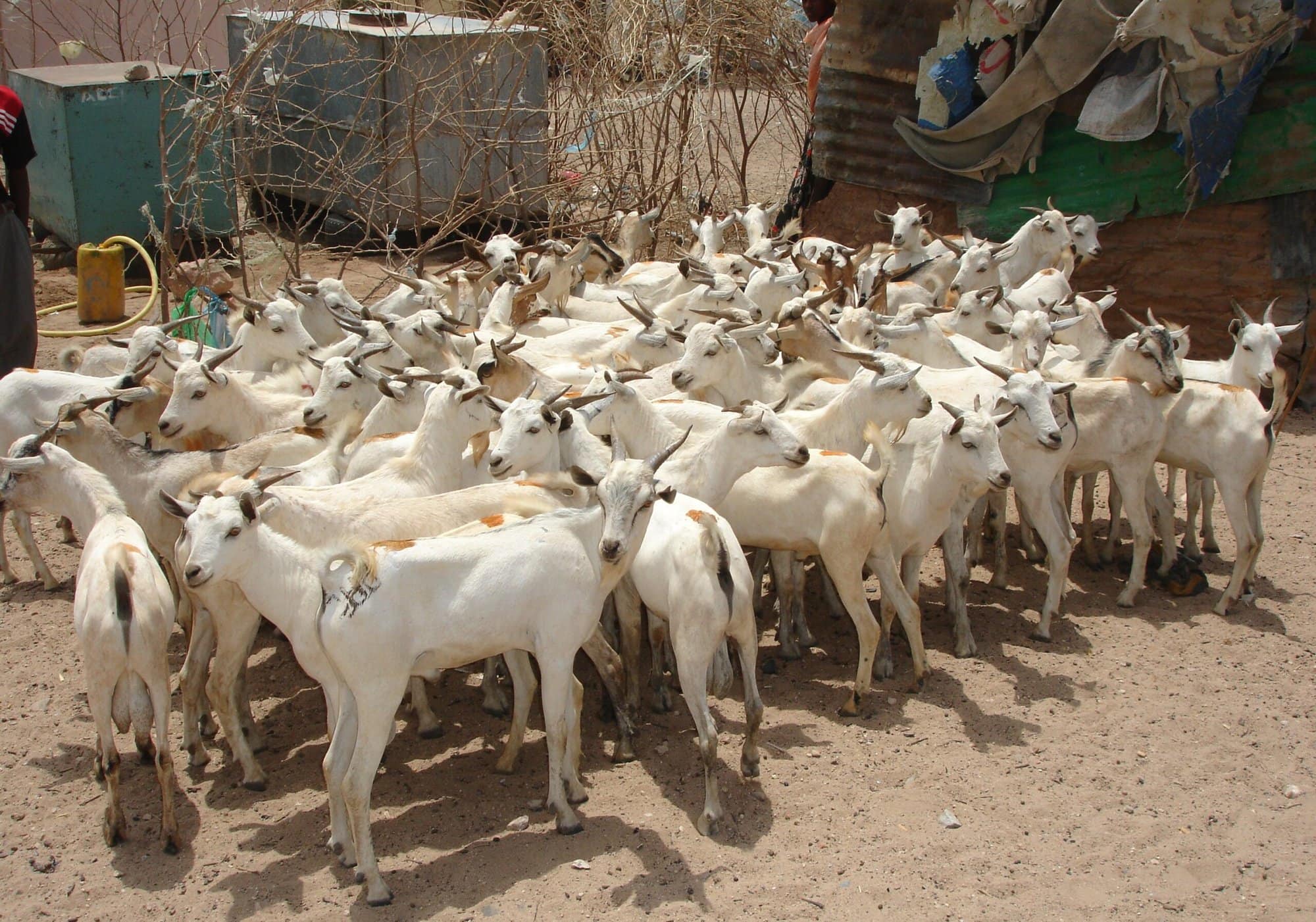 Young goats in Hargeisa Market, Somaliland (Terra Nuova)