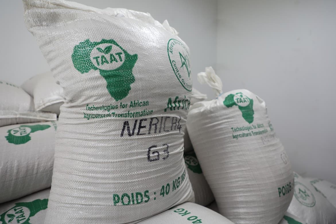High-yielding rice seed varieties being deployed by TAAT