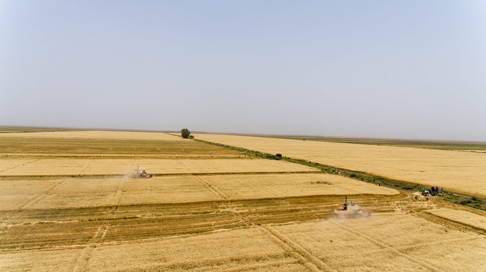 TAAT-supported Wheat field in El-Gezira region