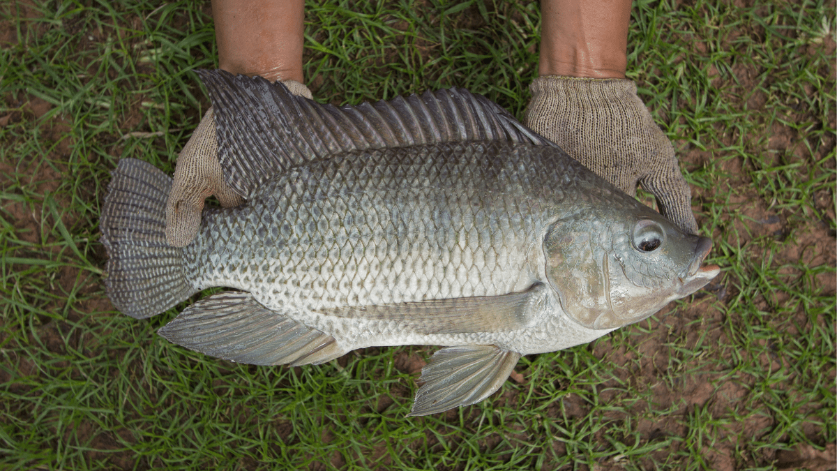 WorldFish has played a pioneering role in aquaculture production through its long-standing tilapia genetic improvement (GIFT) program since the 1980s. Photo by WorldFish.