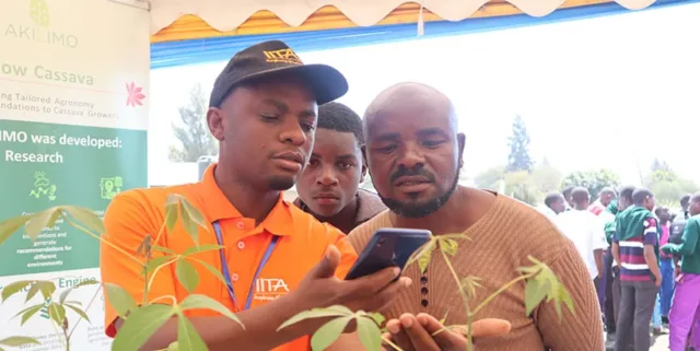 IITA researcher diagnosing cassava diseases during a Nuru App demonstration. Photo: IITA/G Ndibalema