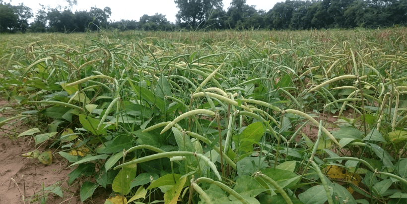 IITA scientists reveal strategy to increase cowpea yield and protein content
