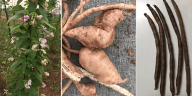 The Africa yam bean—the flowering plant, the tubers, and dried bean pod.