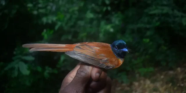 The Drabo Forest Reserve has multiple bird species, including the Red-bellied Paradise Flycatcher Terpsiphone rufiventer. Photo: IITA/A. Awoyemi