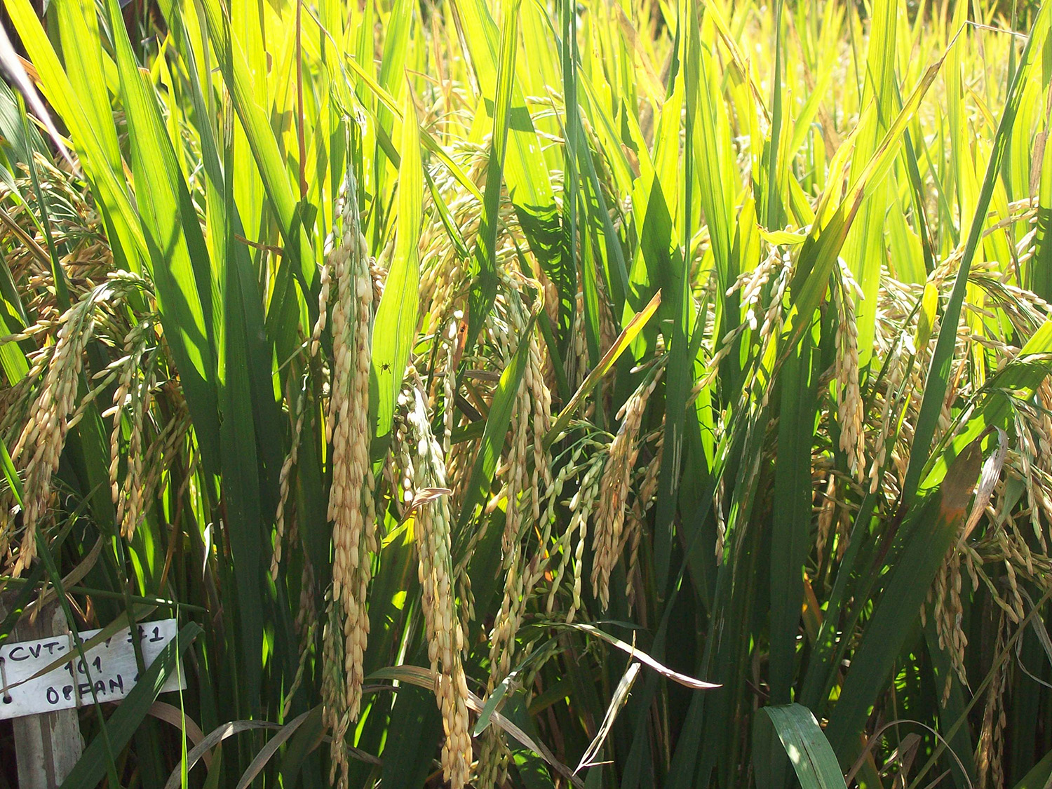 Nepal releases seven new and improved rice varieties to increase