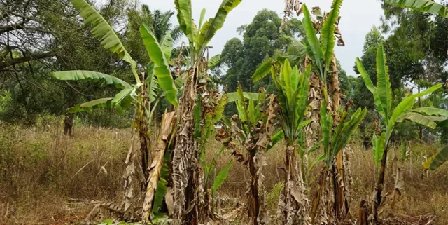 Bunchy top disease-affected bananas in Kigoma region in Tanzania; virus infection causes severe stunting and bunching of leaves, and the plants do not produce any fruit leading to 100% loss. Photo: IITA/G. Mahuku