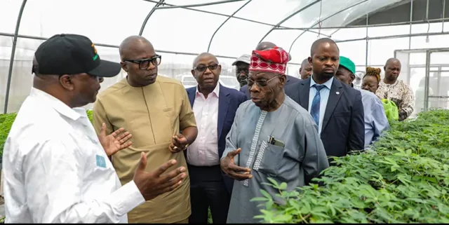 DG Nteranya Sanginga explains the technology behind SAH–semi-autotrophic hydroponics and how it can help create jobs in the cassava sector.