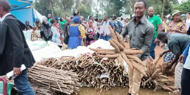 Fair participants examining NABANA cassava roots and stem-cuttings.