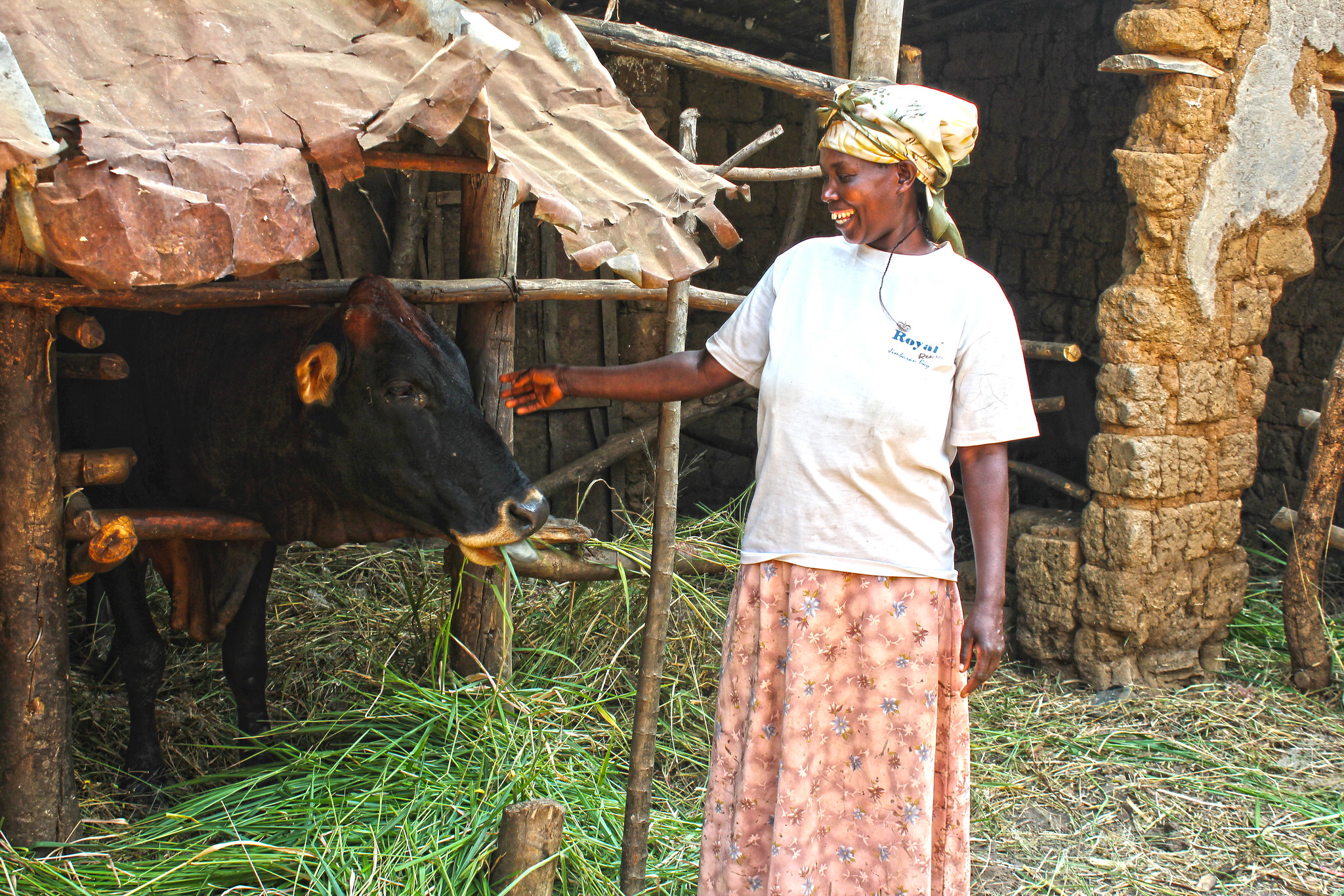 BecA-ILRI Hub CezarieMukabanda, Dairy farmer, Bishweshwe village, Rwamagana district in the Eastern Province, Rwanda