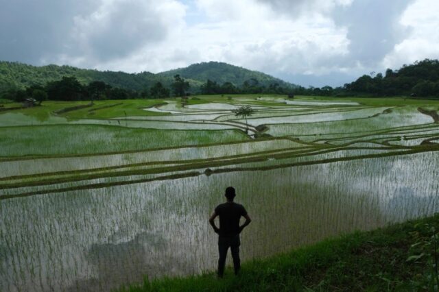 Aljazeera: Climate change is hurting India’s rice crop