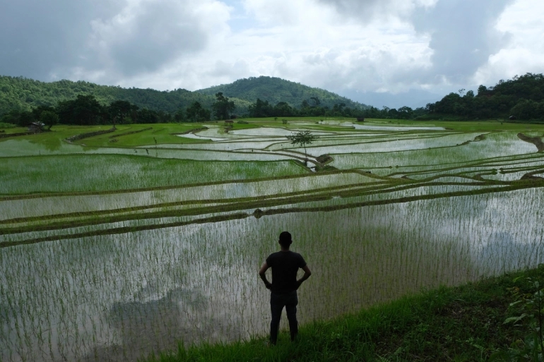 Aljazeera: Climate change is hurting India’s rice crop