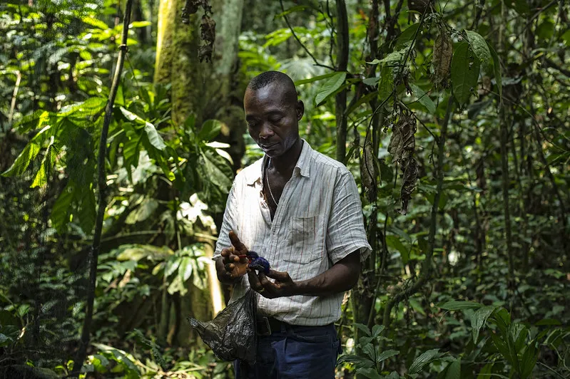 How to preserve forest biodiversity without losing livelihoods - CGIAR