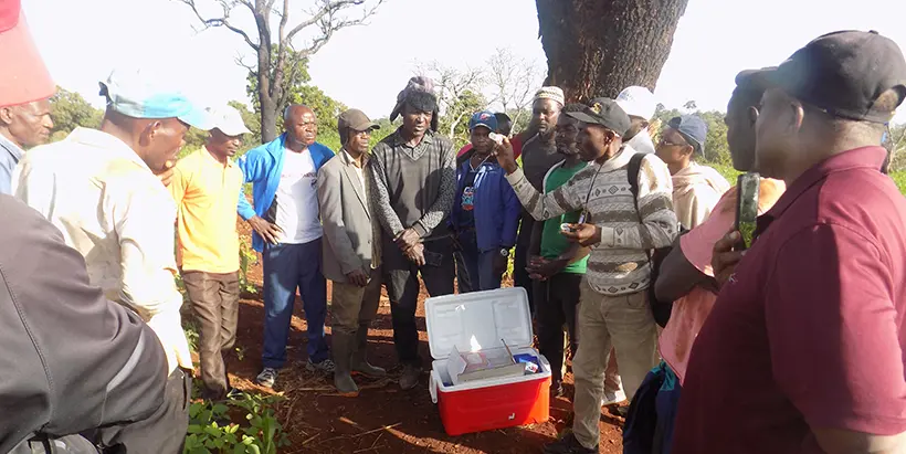 Farmers in Bangante receiving explanation on biological control strategy and the negative effects of chemical control.