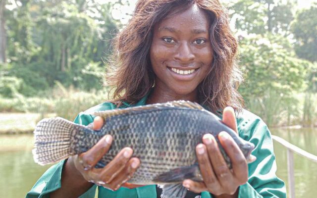 GIFT Tilapia